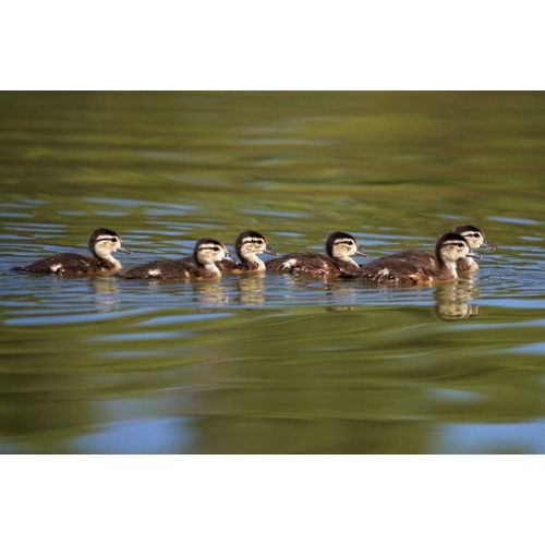 California Wood Ducklings on Lindo Lake